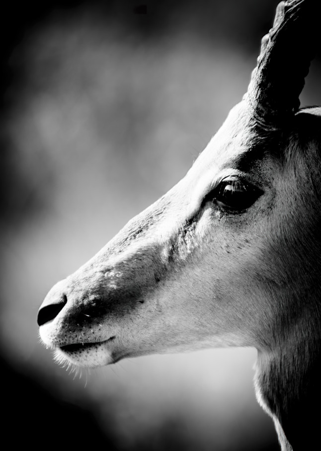 Impala - Fine art black and white photography