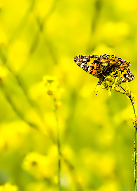 Painted Lady Butterfly in Field of Bright Yellow Mustard Wildflowers