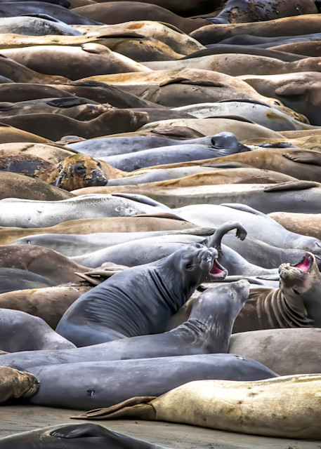 Northern Elephant Seals Cover Beach in California