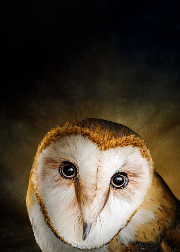 Image of a Barn Owl by Manpreet Sokhi