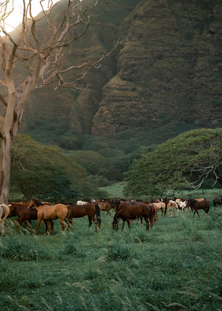 Horses (Lio) Of Kualoa Ranch Photography Art | dannytorobekovart