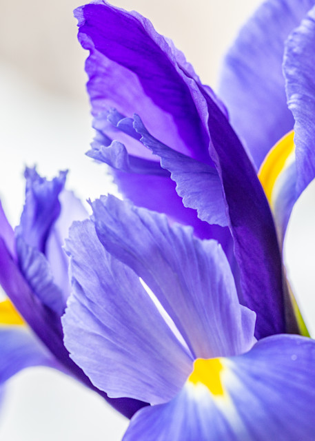 Srini Blaram Photography - Iris Flower