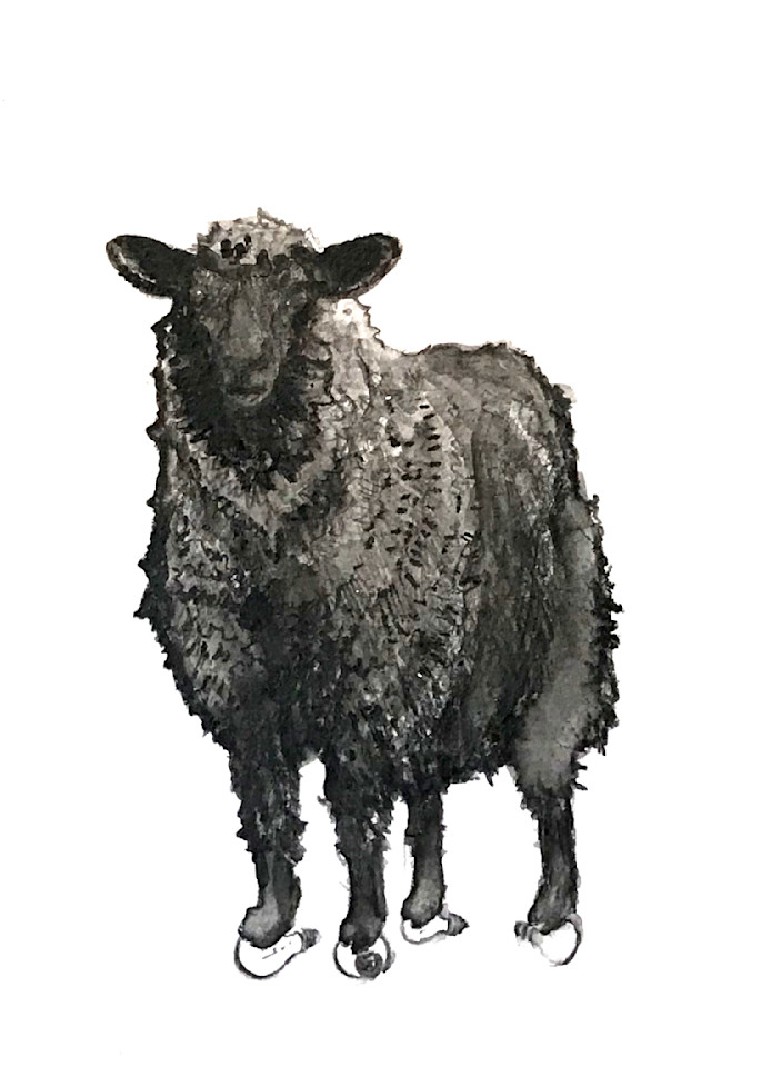 Art Prints of Sheep and Rams