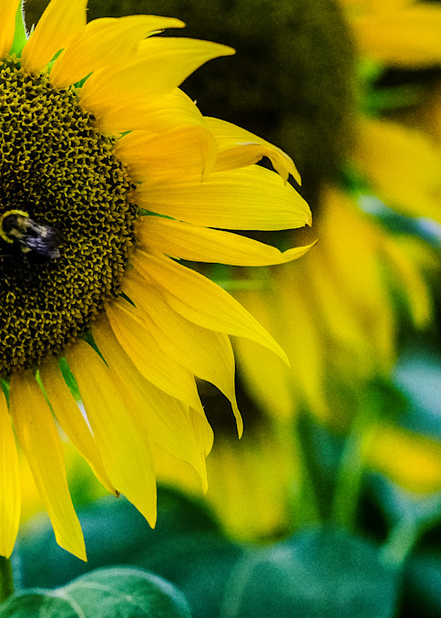 Sunflowers Ii 30 Photography Art | Morgane Mathews Fine Art Photography