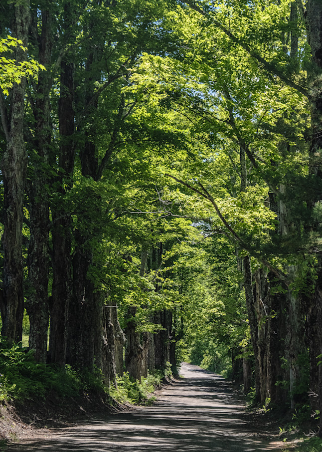 Tree Lane In New Hampshire 41 Photography Art | Morgane Mathews Fine Art Photography