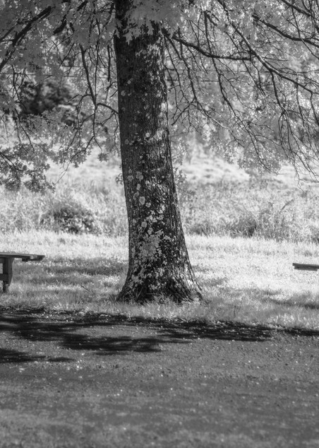 Two Benches Under an Oak Tree