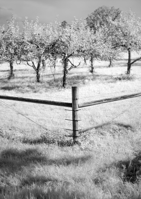 Corner Fence, Apple Orchard