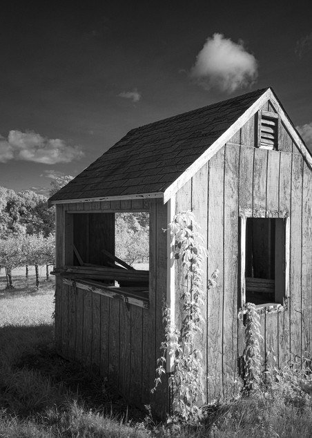 Shed in Apple Orchard
