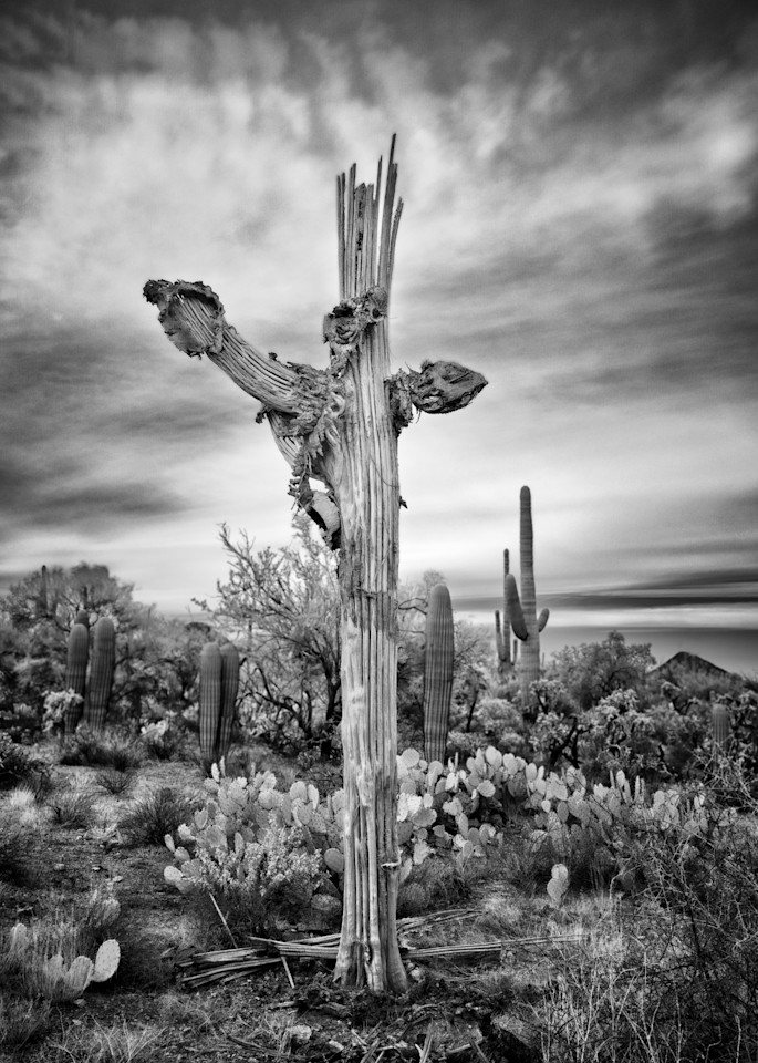 Saguaro Ready Photography Art | SilverTube Productions