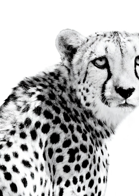 Cheetah I