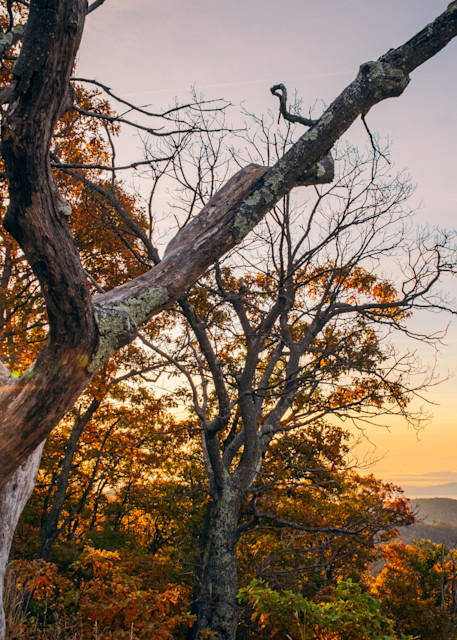 Sunset in the Autumn amongst the trees of the Blue Ridges in Shenandoah National Park - Fine Art Print