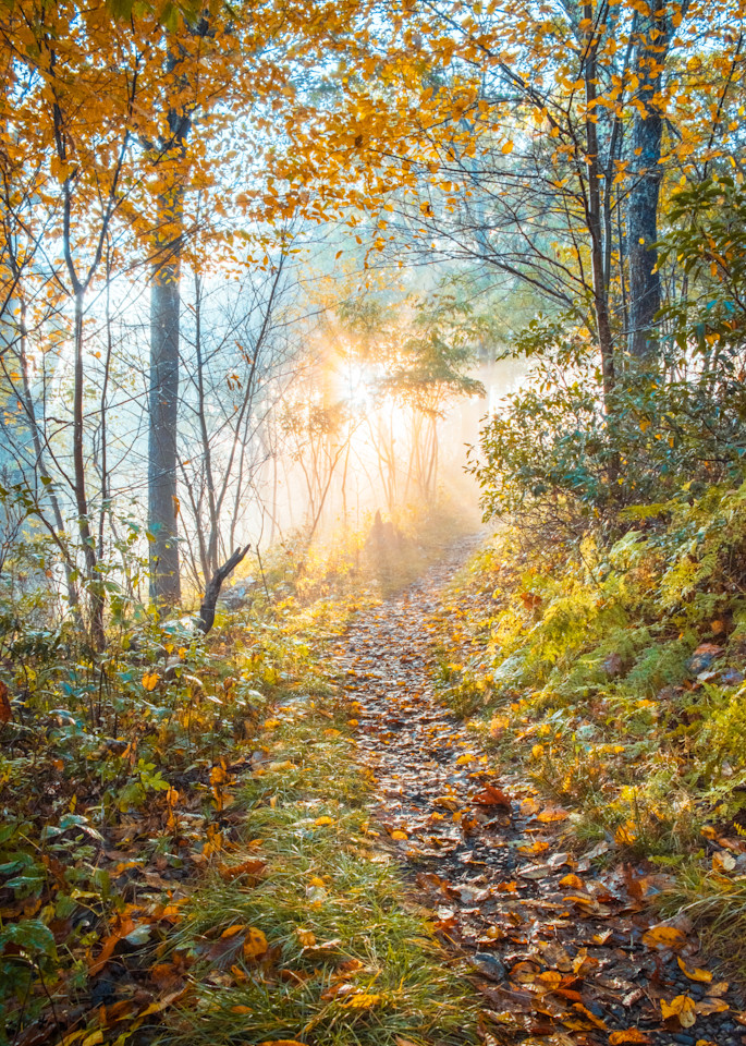 Sunlight breaks through the foggy morning in Shenandoah National Park Virginia - Fine Art Print