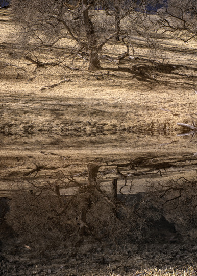 Reflections In An Ephemeral Pond, Spenceville Wildlife Refuge, Yuba County, Ca Photography Art | davidarnoldphotographyart.com