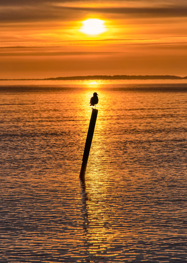 Harthaven Solitary Gull Sunrise Art | Michael Blanchard Inspirational Photography - Crossroads Gallery
