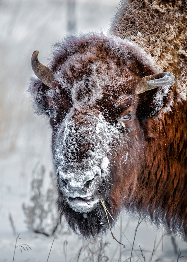 Scrounging   American Bison   Yellowstone National Park   785 V Photography Art | Koral Martin Fine Art Photography