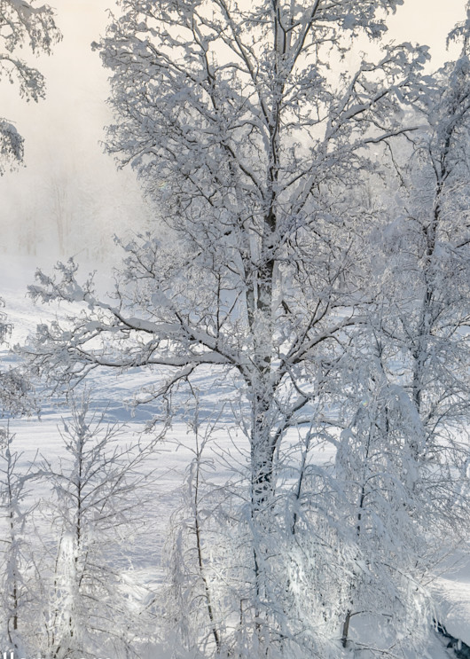 Winter Birches Art | The Carmel Gallery