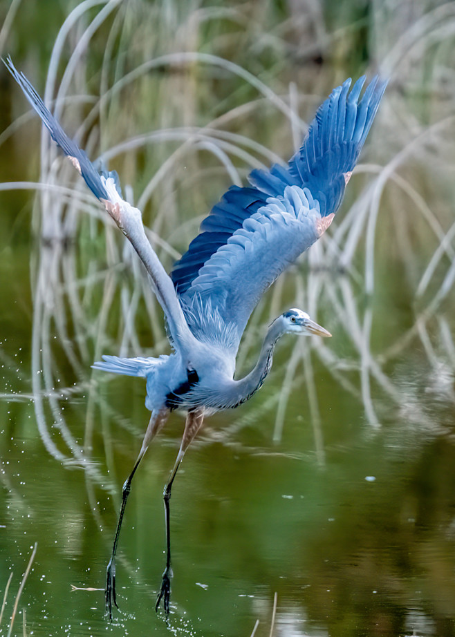 Great Blue Heron Photography Art | Susie Rivers Photography