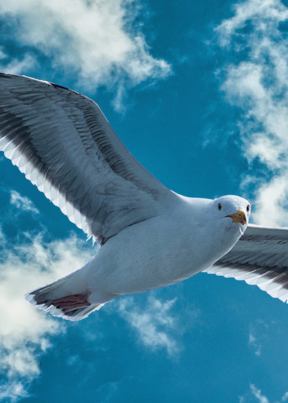 Seagull In Flight Photography Art | Audrey Nilsen Studios