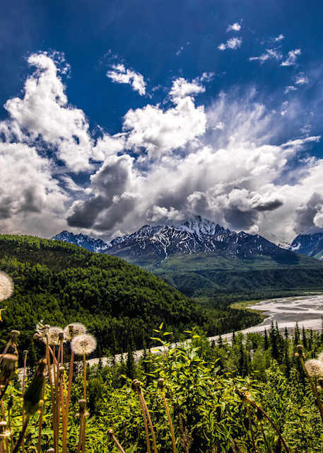 Matanuska Dandelions Alaska