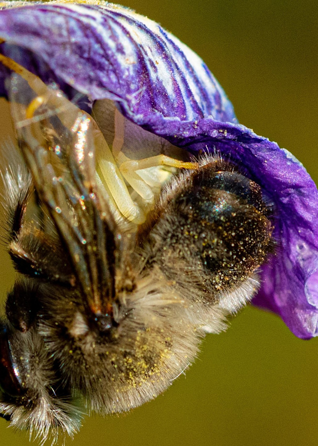 Spider eating a bee