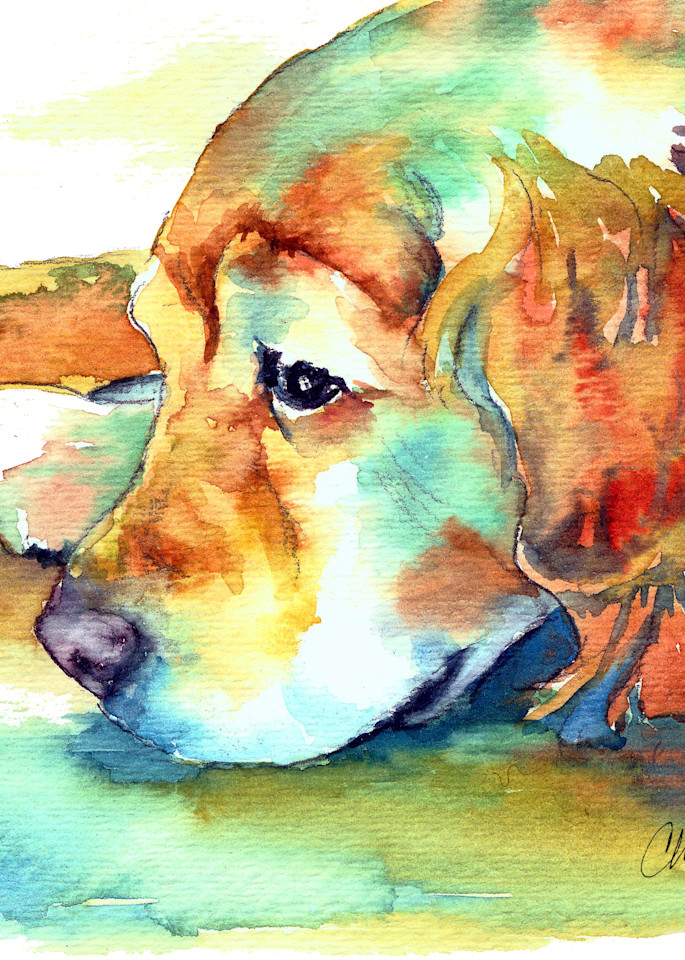 Golden Labrador Profile of a Dog