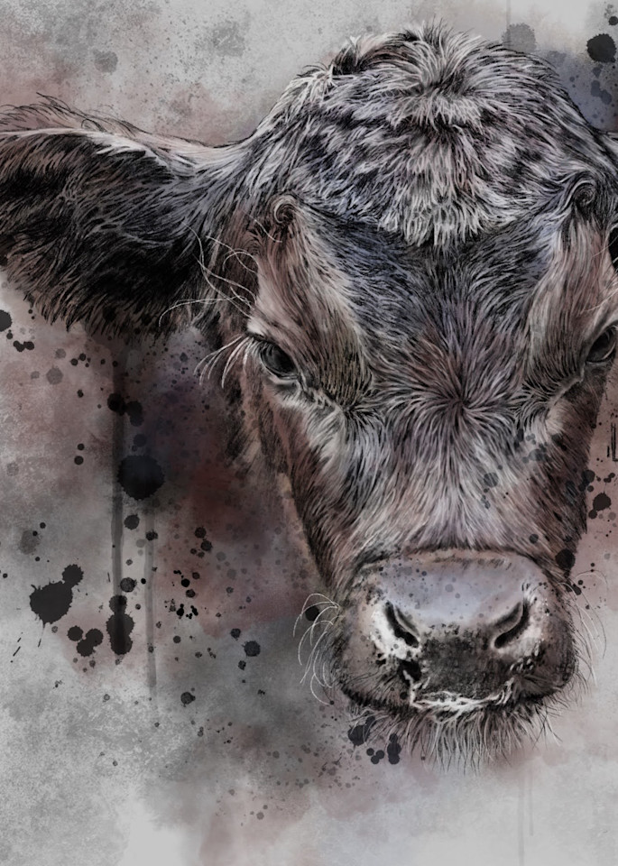 Angus Cow Watercolor Art