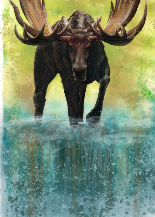 Bull moose Wading Through Water Acrylic and Watercolor Art