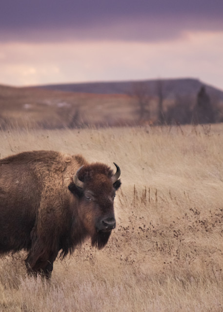 Bison Buffalo at Sunset Photography