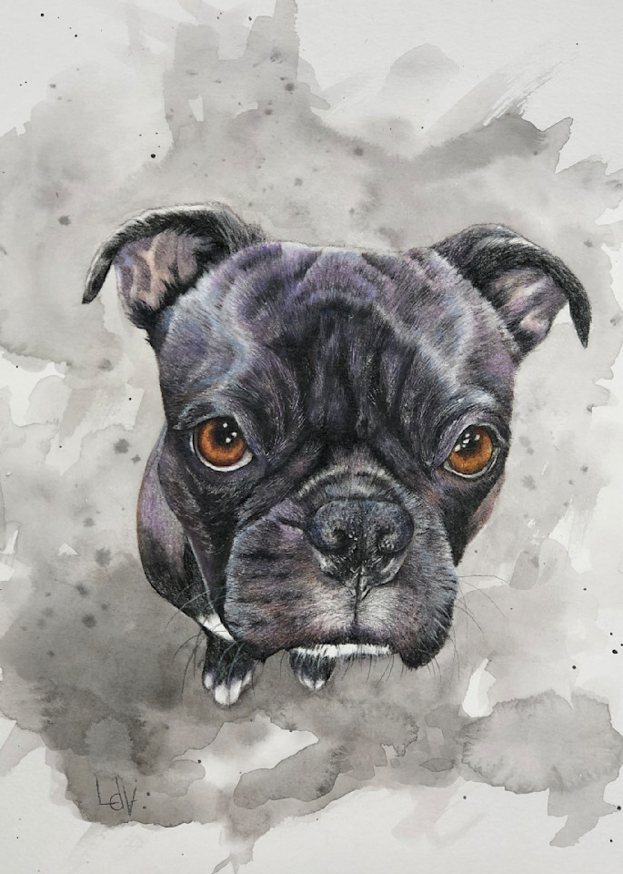 Boston Terrier Watercolor Colored Pencil Portrait Art