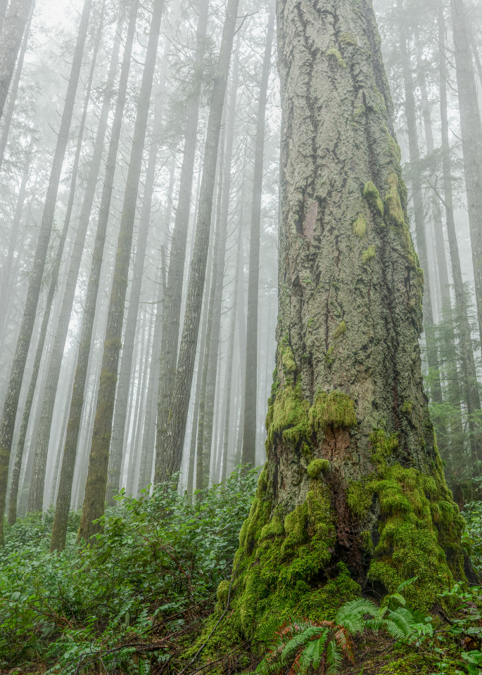 Wisdom of the Aged - Old Growth Tree in the Fog