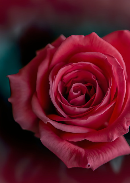 Rose Photography Art | JPG Image Studio