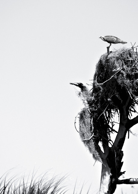 An Osprey patrols the sky as another watches from the nest on a Cypress Tree on Honeymoon Island near Dunedin, Florida - Fine Art Photography Print 