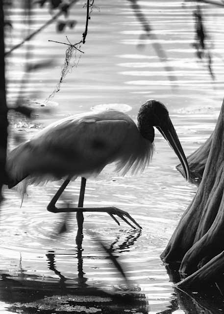 A Wood Stork Wades in the Waters of the Hillsborough River, Tampa, Florida - Fine Art Photography Prints