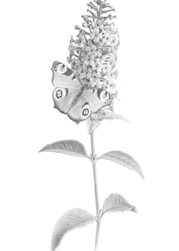 Fountain Butterfly Bush Botanical Drawing Art | Diane Cardaci Art