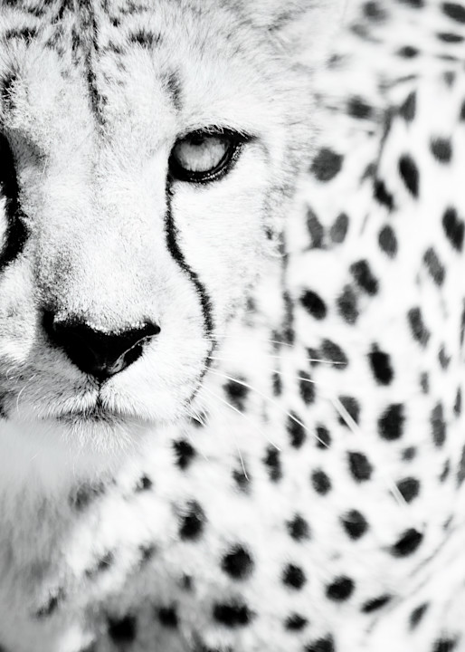 Cheetah Ix Photography Art | Beth Wold Fine Art Gallery
