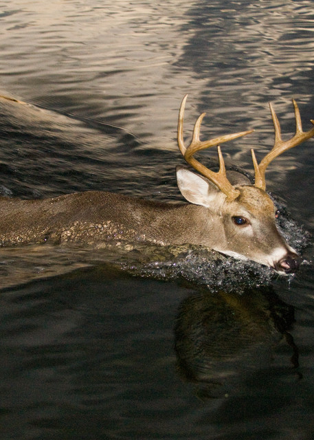 Young Buck Swimming