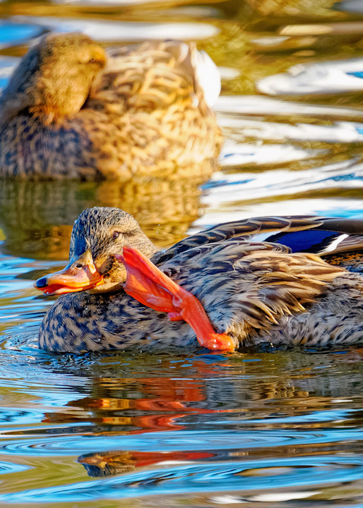Mallard Ducks on a Winter Lake