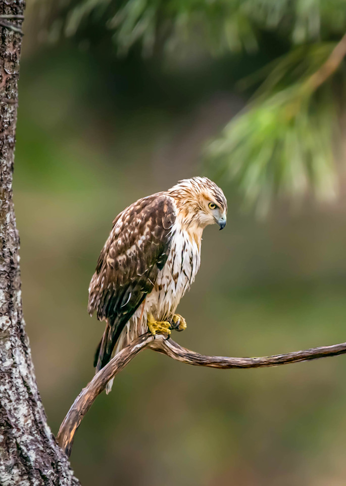Red Tailed Hawk Art | Sarah E. Devlin Photography