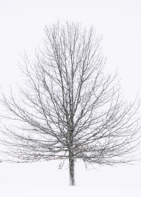 201201   Lone Tree   7848 Photography Art | JP Diroll Photography