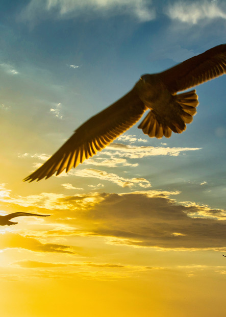 Hawks In Flight Photography Art | Audrey Nilsen Studios