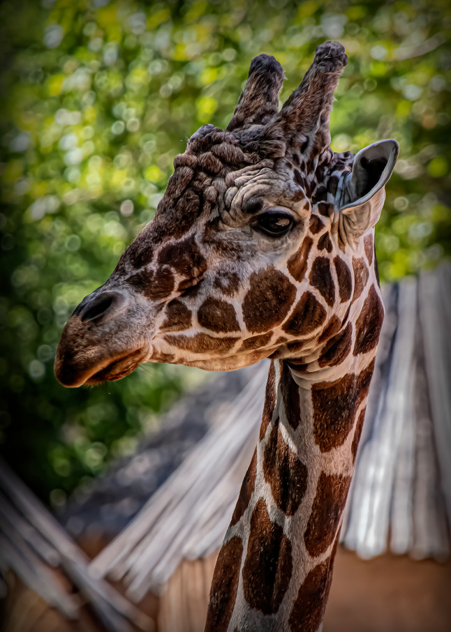 Giraffe Photography Art | JPG Image Studio