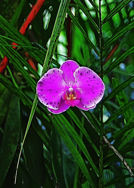 Purple Orchid Photography Art | 2430Studio