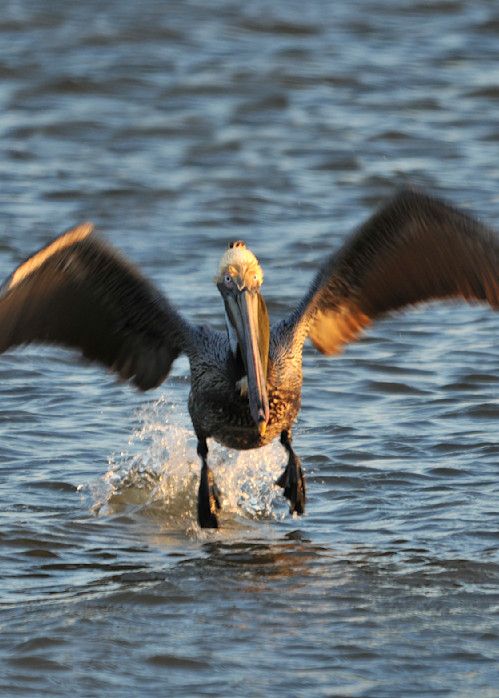 Brown Pelican taking off for flight