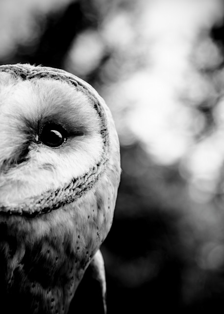 Barn Owl Photography Art | Beth Wold Fine Art Gallery