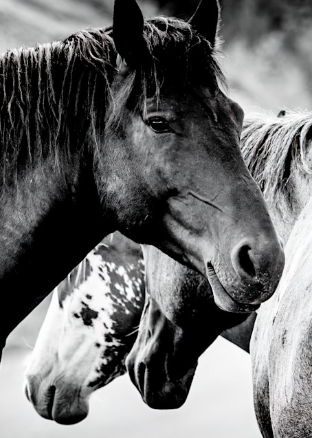 Wild Horses Photography Art | Beth Wold Fine Art Gallery