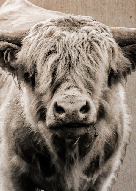 Highland Cow Textures 2 Photography Art | Nathan Larson Photography