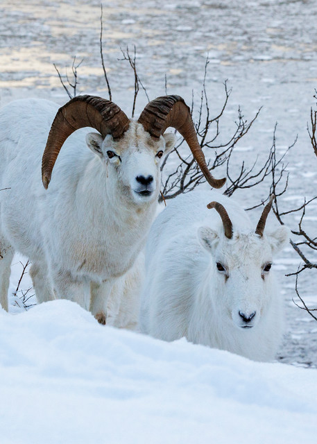 Winter landscape of Dall Sheep Ewes and Ram in snow above ice choked Turnagain Arm in the Chugach Mountains south of Anchorage at Windy Corner with the Kenai Mountains in background

Photo by Jeff Schultz/  (C) 2021  ALL RIGHTS RESERVED