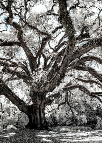 Lichgate Live Oak Tree Infrared Fine Art Panorama