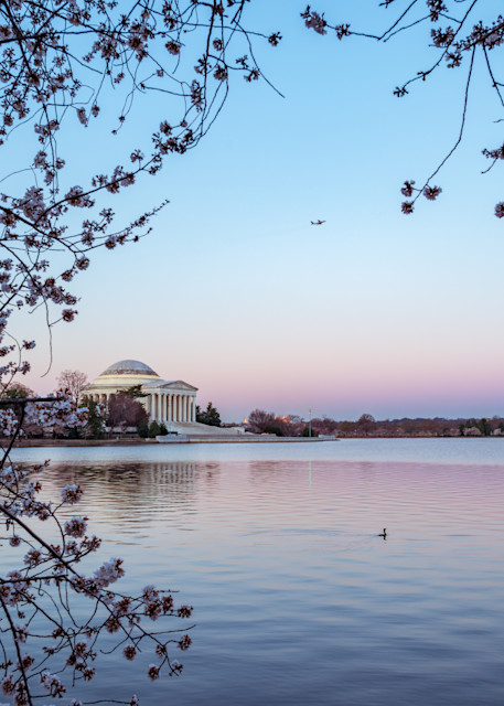 Cherry blossoms frame the Jefferson Memorial on the Tidal Basin in Washington, DC - Fine Art Photography