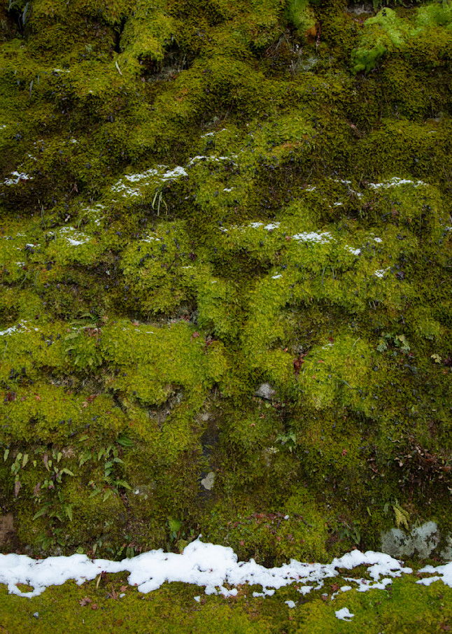 Moss Wall In Winter. Photography Art | Russel Wong Photo Art